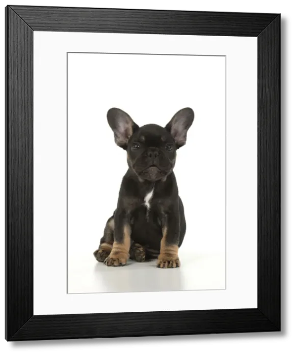 Framed Print : DOG. French Bulldog, puppy (10 weeks old ) sitting, face expression, on white background, studio Framed Print : DOG. French Bulldog, puppy (10 weeks old ) sitting, face expression, on white background, studio