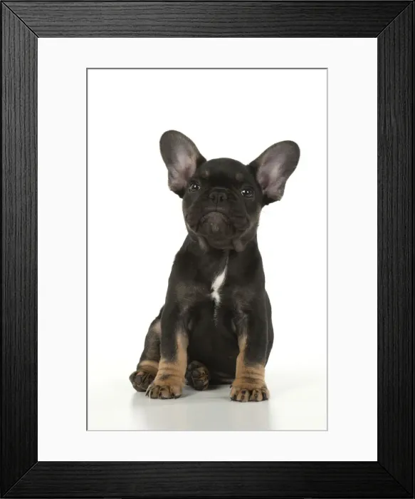 Framed Print : DOG. French Bulldog, puppy (10 weeks old ) sitting, face expression, on white background, studio