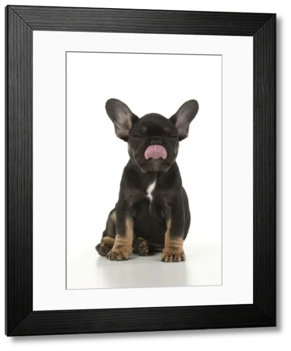 Framed Print : DOG. French Bulldog, puppy (10 weeks old ) sitting, face expression, licking lips, on white background, studio Framed Print : DOG. French Bulldog, puppy (10 weeks old ) sitting, face expression, licking lips, on white background, studio