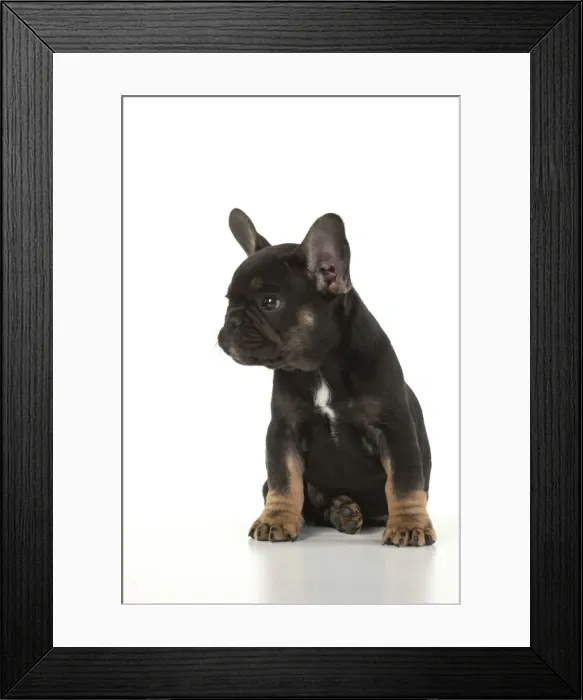 Framed Print : DOG. French Bulldog, puppy (10 weeks old ) sitting, face expression, on white background, studio Framed Print : DOG. French Bulldog, puppy (10 weeks old ) sitting, face expression, on white background, studio