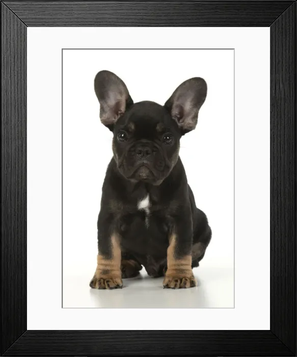 Framed Print : DOG. French Bulldog, puppy (10 weeks old ) sitting, face expression, on white background, studio