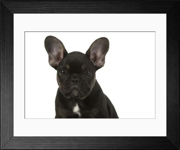 Framed Print : DOG. French Bulldog, puppy (10 weeks old ) sitting, face expression, portrait, on white background, studio