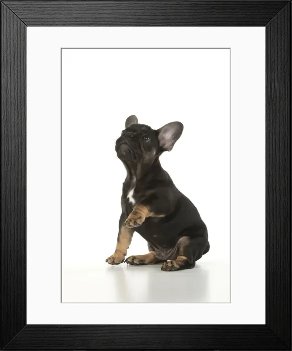 Framed Print : DOG. French Bulldog, puppy (10 weeks old ) sitting, face expression, on white background, studio