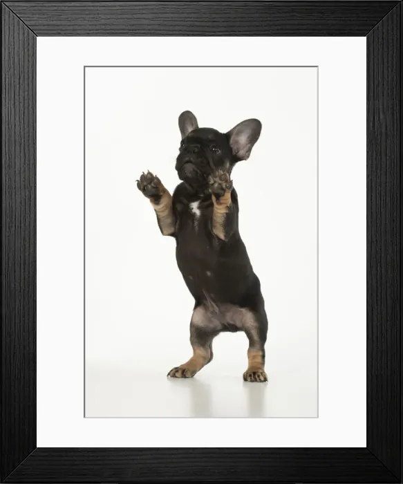 Framed Print : DOG. French Bulldog, puppy (10 weeks old ) standing up on back legs, , on white background, studio Framed Print : DOG. French Bulldog, puppy (10 weeks old ) standing up on back legs, , on white background, studio
