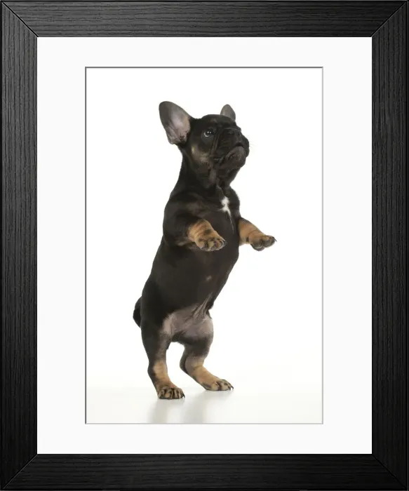 Framed Print : DOG. French Bulldog, puppy (10 weeks old ) standing up on back legs, , on white background, studio Framed Print : DOG. French Bulldog, puppy (10 weeks old ) standing up on back legs, , on white background, studio