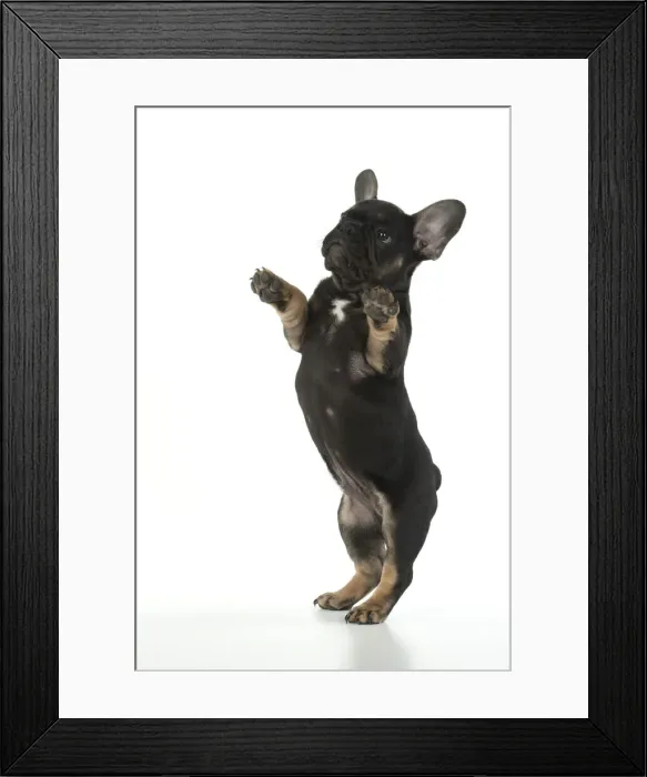 Framed Print : DOG. French Bulldog, puppy (10 weeks old ) standing up on back legs, , on white background, studio Framed Print : DOG. French Bulldog, puppy (10 weeks old ) standing up on back legs, , on white background, studio