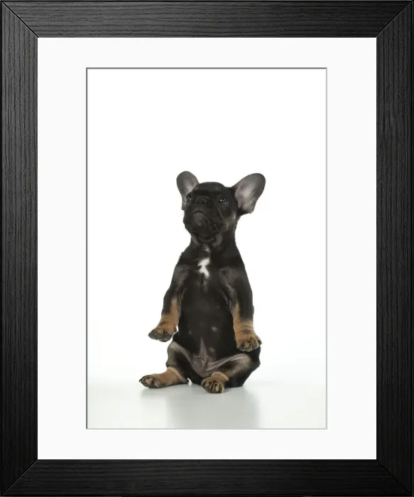 Framed Print : DOG. French Bulldog, puppy (10 weeks old ) sitting, face expression, on white background, studio