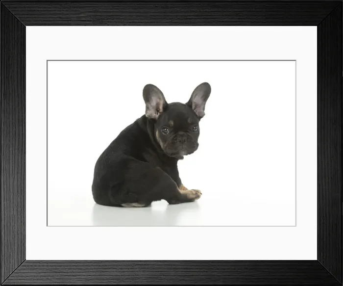 Framed Print : DOG. French Bulldog, puppy (10 weeks old ) sitting, looking around over shoulder, face expression, on white background, studio Framed Print : DOG. French Bulldog, puppy (10 weeks old ) sitting, looking around over shoulder, face expression, on white background, studio