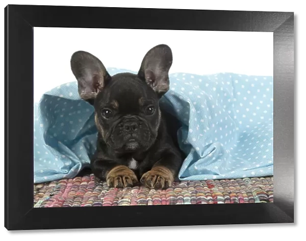 DOG. French Bulldog, puppy (10 weeks old ) looking out from under fabric, studio
