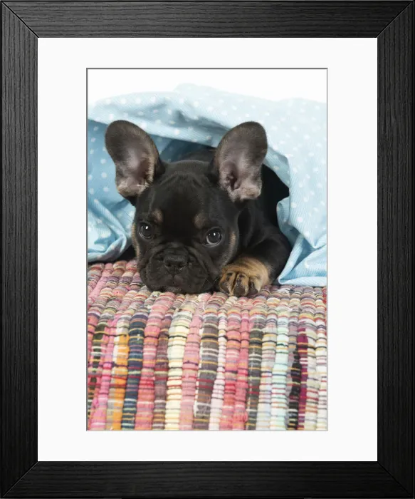 Framed Print : DOG. French Bulldog, puppy (10 weeks old ) looking out from under fabric, studio Framed Print : DOG. French Bulldog, puppy (10 weeks old ) looking out from under fabric, studio