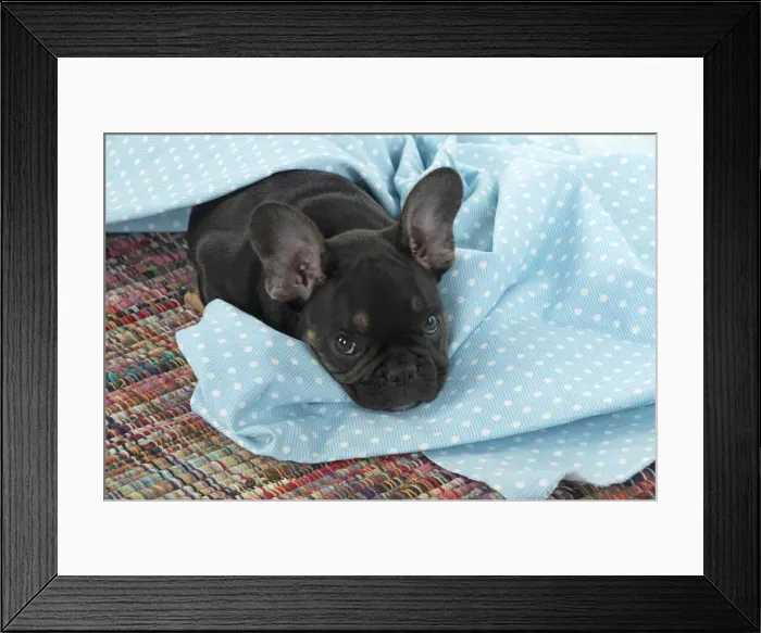 Framed Print : DOG. French Bulldog, puppy (10 weeks old ) looking out from under fabric, eyes looking up, studio Framed Print : DOG. French Bulldog, puppy (10 weeks old ) looking out from under fabric, eyes looking up, studio
