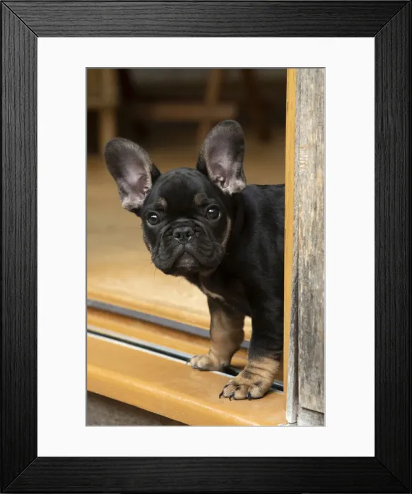 Framed Print : DOG. French Bulldog, puppy (10 weeks old ) head looking out around a doorway Framed Print : DOG. French Bulldog, puppy (10 weeks old ) head looking out around a doorway