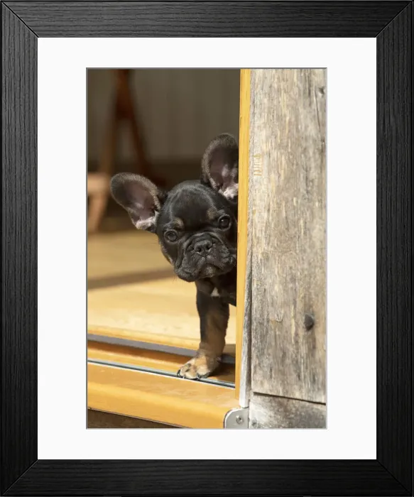 Framed Print : DOG. French Bulldog, puppy (10 weeks old ) head looking out around a doorway Framed Print : DOG. French Bulldog, puppy (10 weeks old ) head looking out around a doorway