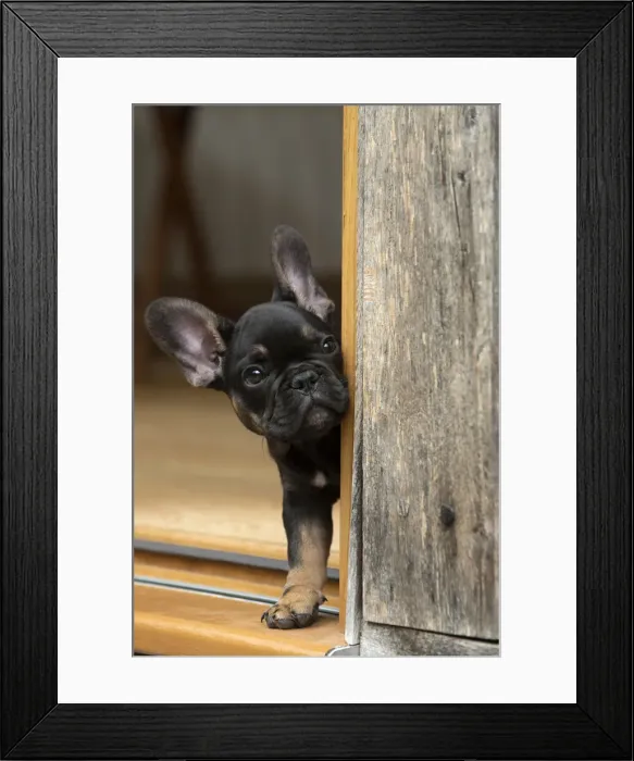 Framed Print : DOG. French Bulldog, puppy (10 weeks old ) head looking out around a doorway Framed Print : DOG. French Bulldog, puppy (10 weeks old ) head looking out around a doorway