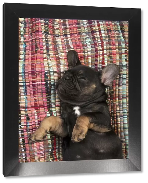 DOG. French Bulldog, puppy (10 weeks old ) sleepy, laying on its back, paws up, studio lying, on, back