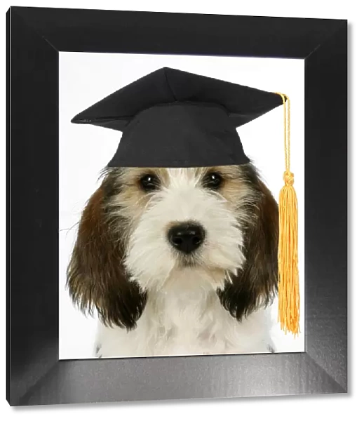 JD-18693. Dog - Petit Basset Griffon Vendeen puppy wearing graduation hat