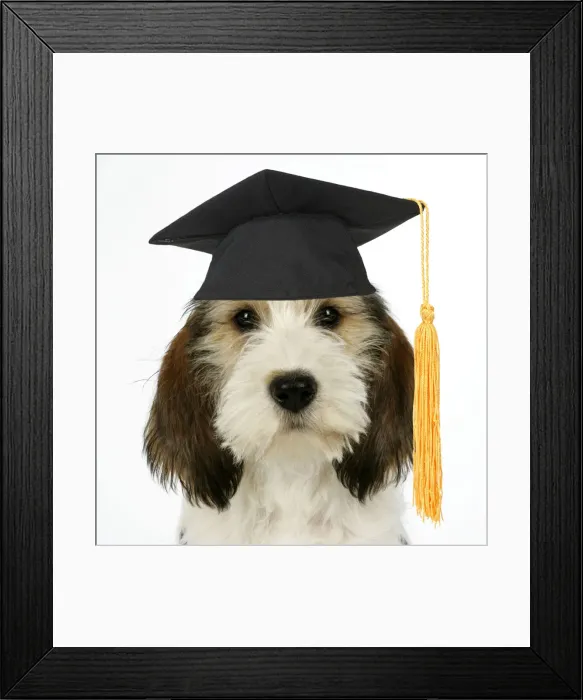 Framed Print : JD-18693. Dog - Petit Basset Griffon Vendeen puppy wearing graduation hat Framed Print : JD-18693. Dog - Petit Basset Griffon Vendeen puppy wearing graduation hat