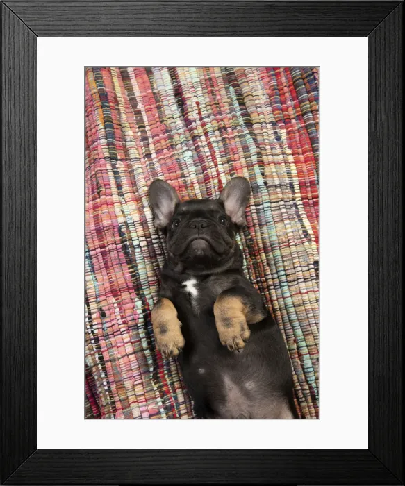 Framed Print : DOG. French Bulldog, puppy (10 weeks old ) laying on its back, paws up, studio lying, on, back Framed Print : DOG. French Bulldog, puppy (10 weeks old ) laying on its back, paws up, studio lying, on, back