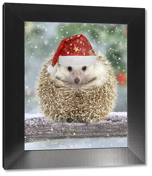 Hedgehog with Christmas hat on branch in winter snow