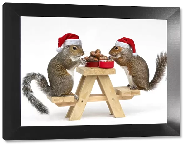 Two Grey Squirrels, on a little picnic bench eating nuts & Berries wearing Christmas hats
