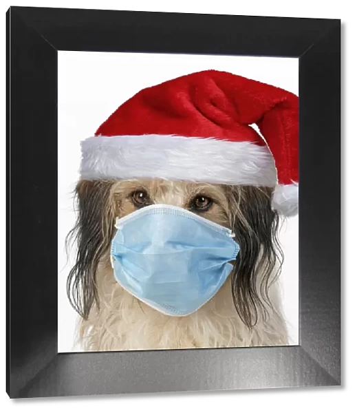 A24, 291. DOG. hairy cross breed, wearing a face mask and a Christmas hat DOG
