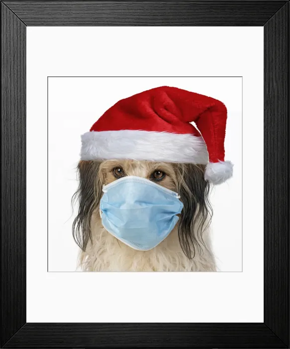 Framed Print : A24, 291. DOG. hairy cross breed, wearing a face mask and a Christmas hat DOG Framed Print : A24, 291. DOG. hairy cross breed, wearing a face mask and a Christmas hat DOG