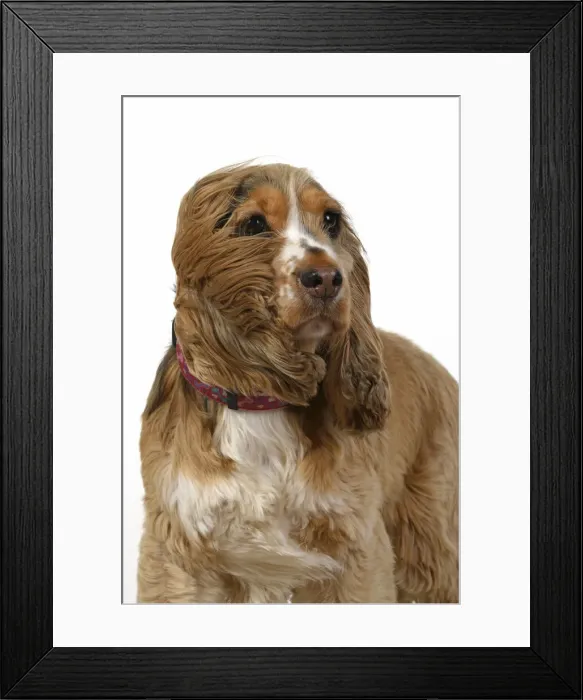 Framed Print : DOG. Cocker Spaniel, with ears & fur blowing in the wind, bad hair day. wind machine studio Framed Print : DOG. Cocker Spaniel, with ears & fur blowing in the wind, bad hair day. wind machine studio