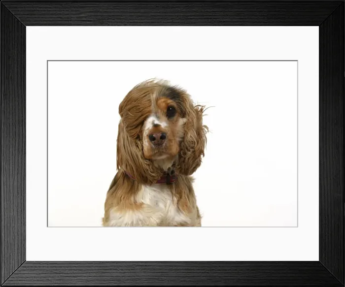 Framed Print : DOG. Cocker Spaniel, with ears & fur blowing in the wind, bad hair day. wind machine studio Framed Print : DOG. Cocker Spaniel, with ears & fur blowing in the wind, bad hair day. wind machine studio