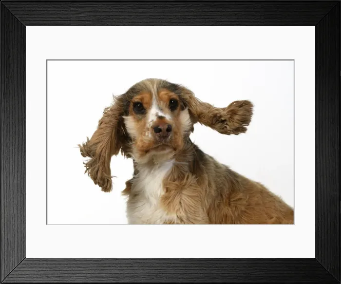 Framed Print : DOG. Cocker Spaniel, with ears & fur blowing in the wind, bad hair day. wind machine studio Framed Print : DOG. Cocker Spaniel, with ears & fur blowing in the wind, bad hair day. wind machine studio