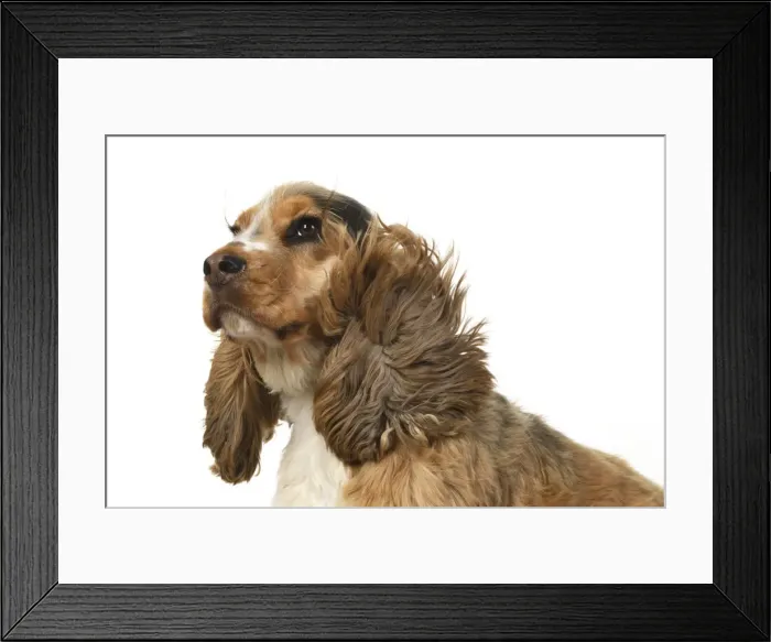 Framed Print : DOG. Cocker Spaniel, with ears & fur blowing in the wind, bad hair day. wind machine studio Framed Print : DOG. Cocker Spaniel, with ears & fur blowing in the wind, bad hair day. wind machine studio