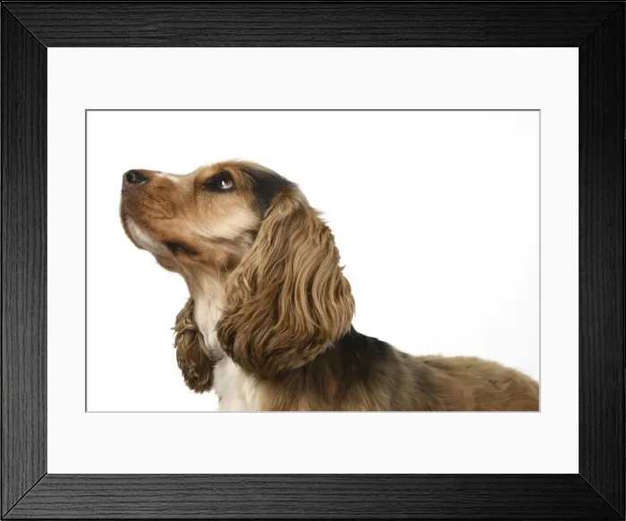 Framed Print : DOG. Cocker Spaniel, portrait, head & shoulders, studio, white background Framed Print : DOG. Cocker Spaniel, portrait, head & shoulders, studio, white background