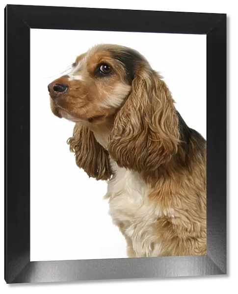 DOG. Cocker Spaniel, portrait, head & shoulders, studio, white background