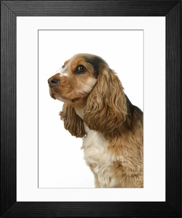 Framed Print : DOG. Cocker Spaniel, portrait, head & shoulders, studio, white background Framed Print : DOG. Cocker Spaniel, portrait, head & shoulders, studio, white background