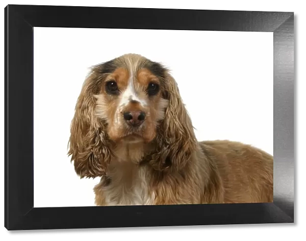 DOG. Cocker Spaniel, portrait, head & shoulders, studio, white background