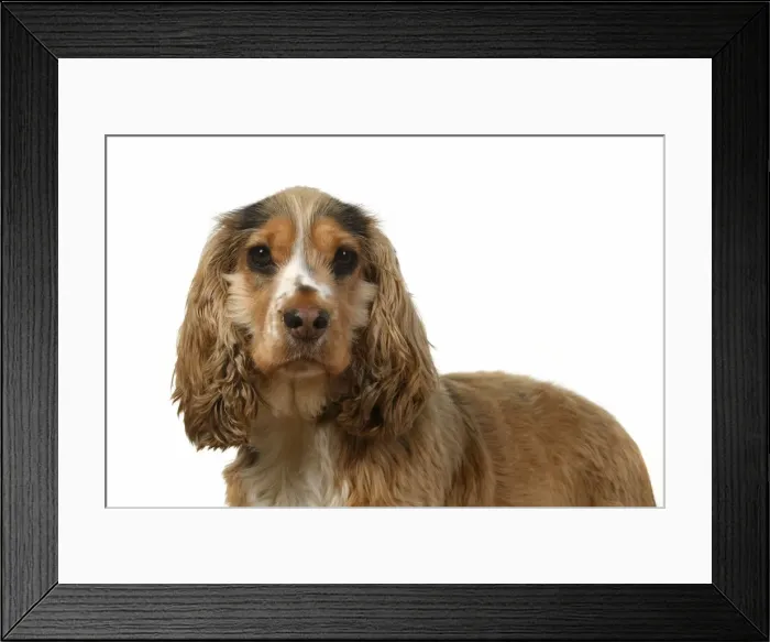 Framed Print : DOG. Cocker Spaniel, portrait, head & shoulders, studio, white background Framed Print : DOG. Cocker Spaniel, portrait, head & shoulders, studio, white background