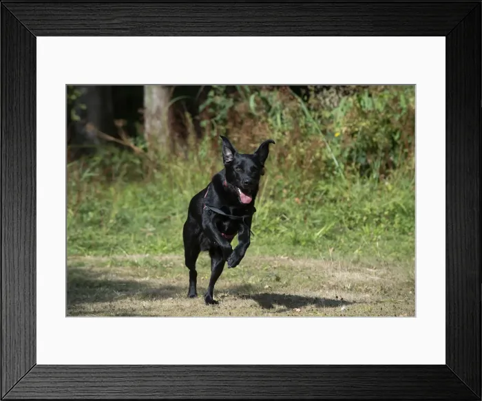 Framed Print : DOG. Black Labarador running towards camera Framed Print : DOG. Black Labarador running towards camera