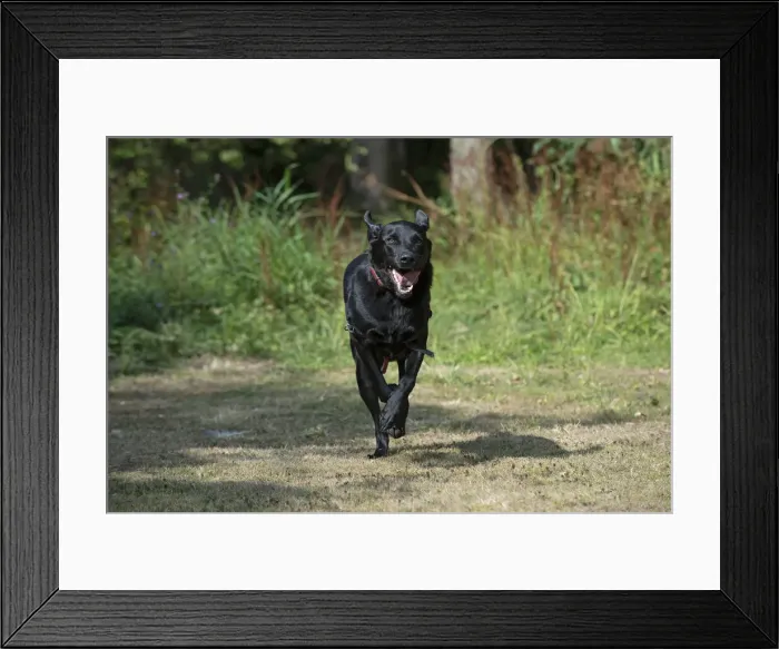 Framed Print : DOG. Black Labarador running towards camera Framed Print : DOG. Black Labarador running towards camera
