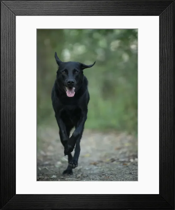 Framed Print : DOG. Black Labarador running towards camera Framed Print : DOG. Black Labarador running towards camera