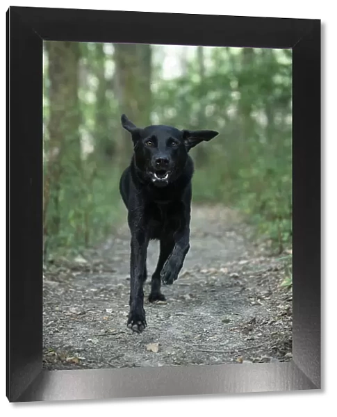 DOG. Black Labarador running towards camera