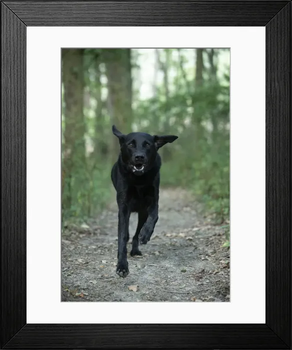 Framed Print : DOG. Black Labarador running towards camera Framed Print : DOG. Black Labarador running towards camera