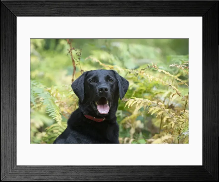 Framed Print : DOG. Black Labarador, head & shoulders, portrait in bracken, autumn Framed Print : DOG. Black Labarador, head & shoulders, portrait in bracken, autumn