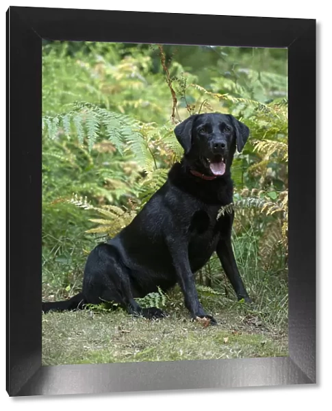 DOG. Black Labarador, sitting, portrait in bracken, autumn