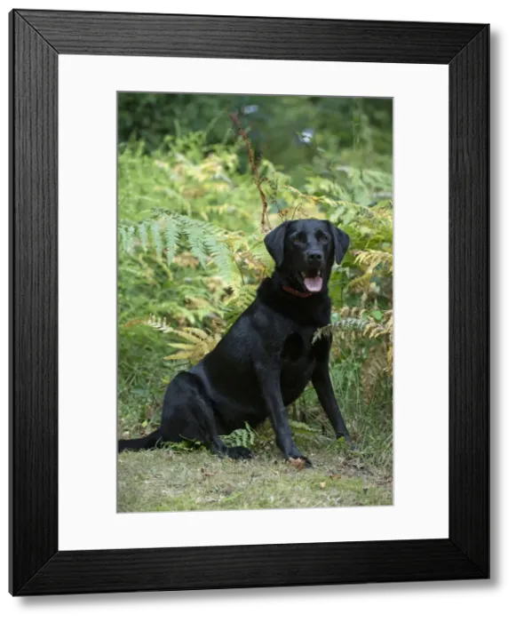 Framed Print : DOG. Black Labarador, sitting, portrait in bracken, autumn Framed Print : DOG. Black Labarador, sitting, portrait in bracken, autumn