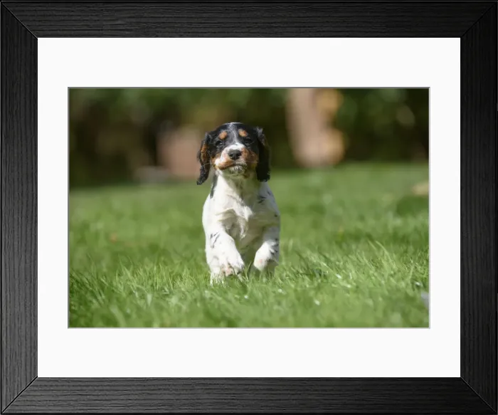 Framed Print : Dog. Cocker Spaniel puppy, tri colour (7 weeks old ) running in grass, garden Framed Print : Dog. Cocker Spaniel puppy, tri colour (7 weeks old ) running in grass, garden