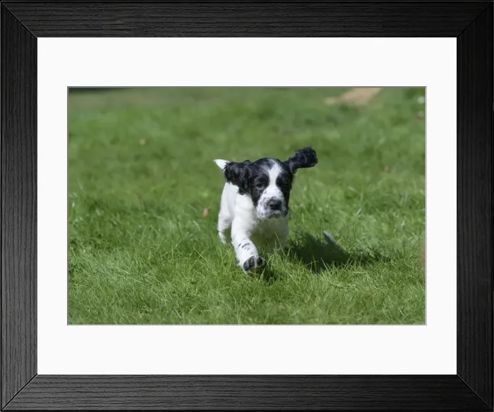 Framed Print : Dog. Cocker Spaniel puppy, black & white (7 weeks old ) running in grass, garden Framed Print : Dog. Cocker Spaniel puppy, black & white (7 weeks old ) running in grass, garden