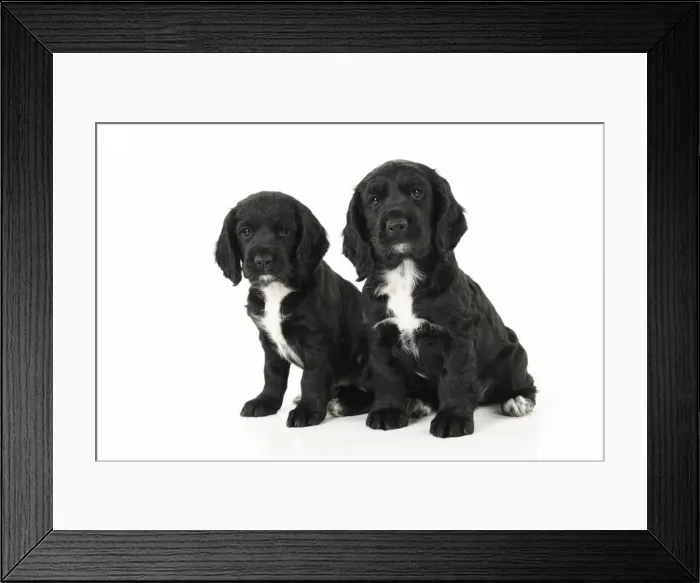Framed Print : Dog. Cocker Spaniel puppy, black with white (7 weeks old ) sitting, studio, white backgound Framed Print : Dog. Cocker Spaniel puppy, black with white (7 weeks old ) sitting, studio, white backgound