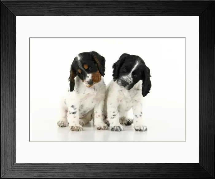Framed Print : Dog. Cocker Spaniel puppy, tri coloured & black & white (7 weeks old ) sitting together, studio, white backgound Framed Print : Dog. Cocker Spaniel puppy, tri coloured & black & white (7 weeks old ) sitting together, studio, white backgound