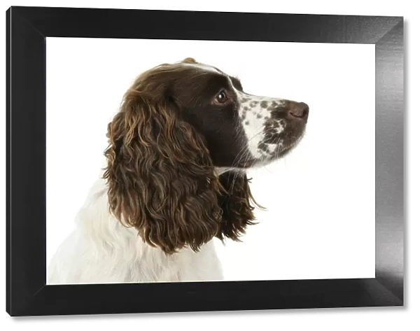 Dog. Cocker Spaniel, adult, head shot, portrait, sitting, studio, white backgound