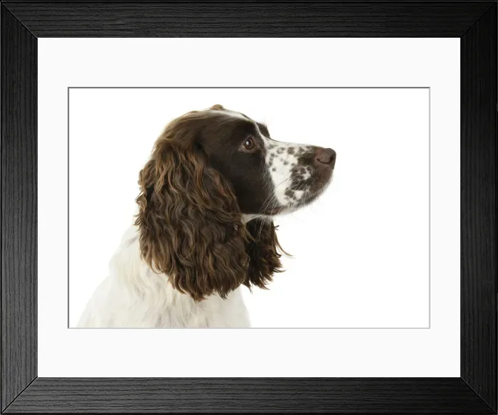 Framed Print : Dog. Cocker Spaniel, adult, head shot, portrait, sitting, studio, white backgound Framed Print : Dog. Cocker Spaniel, adult, head shot, portrait, sitting, studio, white backgound
