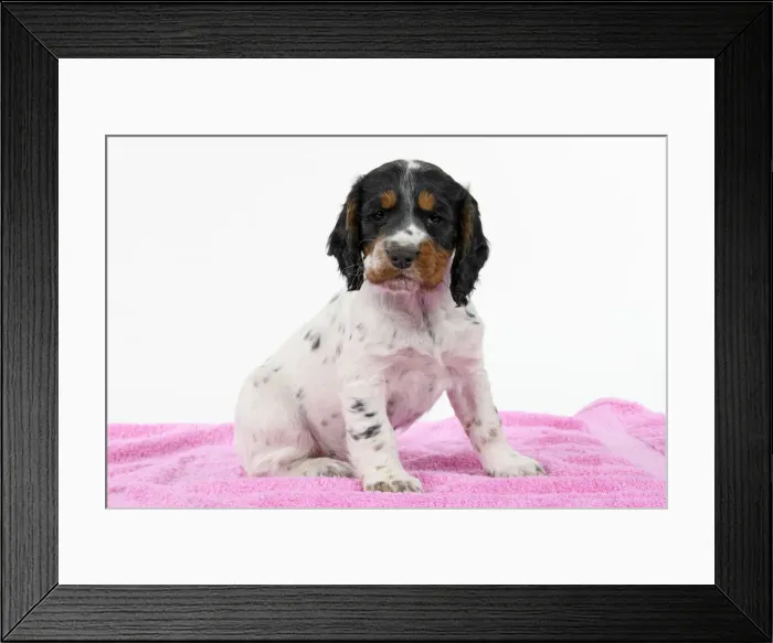 Framed Print : Dog. Cocker Spaniel puppy, tri coloured (7 weeks old ) sitting on a pink towel, studio, white backgound Framed Print : Dog. Cocker Spaniel puppy, tri coloured (7 weeks old ) sitting on a pink towel, studio, white backgound